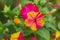 Colorful flowers of Mirabilis Jalapa four o`clock flower