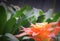 Colorful flowers orange  bromeliade blooming in tropical ornamental plant nurseries