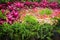 Colorful flowers ornamental red bromeliad , fern group and petunia flowers blooming with misty in garden , nnatural patterns