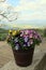 Colorful flowers,pansies in a pot