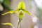 Colorful flowers paphiopedilum natural ornamental pattern blooming in garden