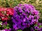 Colorful Flowers Petunia Blooming