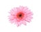 Colorful flowers pink gerbera or barberton daisy flower blooming with water drops isolated on white background