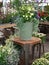 Colorful flowers and plants in a greenhouse