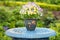 Colorful flowers in a pot Pansies