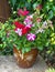 Colorful flowers in a pot; petunia; geranium; nicotiana.