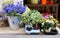 The colorful flowers in a pot on the streets market.