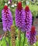 Colorful flowers of the Primula Vialii