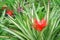 Colorful flowers red bromeliade blooming in tropical ornamental plant nurseries