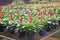 Colorful flowers red and yellow bromeliade blooming with green leaves in black plastic pot at tropical ornamental plant nurseries