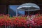 Colorful flowers in rustic balcony at springtime with parasol, Interlaken, Switzerland