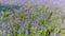 Colorful flowers salvia flowers, purple lavender spur flowers garden