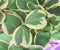 Colorful flowers sweetheart hoya leaf , Pot ornamental plant or Hoya kerrii Craib natural patterns for background