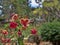 Colorful flowers of the tropical Belize forest