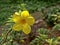 Colorful flowers of the tropical Belize forest