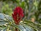 Colorful flowers of the tropical Belize forest