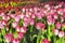 Colorful flowers tulip filed