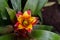 The colorful flowers view from above, bromelia