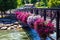 Colorful Flowers On Walking Bridge Over Truckee River