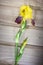 Colorful flowers on wooden background- colorful iris flower