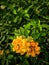 Colorful flowers of Zinia Elegans in the garden