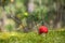 Colorful fly agaric in green moss next to a little pine. Poisonous mushrooms