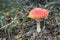 Colorful Fly Agaric mushroom