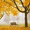 Colorful foggy autumn park with bench and yellow maple tree