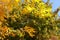 Colorful foliage of ash tree against blue sky