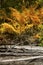 Colorful foliage of cinnamon ferns on the beach, Flagstaff Lake.