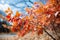 Colorful foliage embraces the blue sky, an enchanting autumn landscape