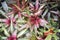 Colorful foliage of Neoregelia Carolinae Bromeliads