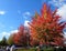 Colorful foliage in a parking lot