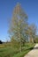 Colorful foliage of silver birch or Betula pendula tree