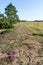 Colorful footpath with blossom flowers in purple and yellow colors