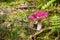 Colorful forest mushroom