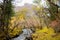 Colorful forest and snow mountain  In the winter season at the siguniang scenic area