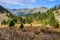 Colorful forest in the Valley of Estanyo River, Andorra