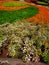 Colorful formal garden.