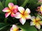 Colorful frangipani cluster flower is blooming on tree with natural background.