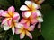 Colorful frangipani cluster flower is blooming on tree with natural background.