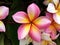 Colorful frangipani flower is blooming on tree with natural background.