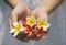 Colorful Frangipani flowers in hands