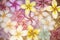 Colorful frangipani flowers on a wooden background,  Beautiful floral background