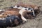 Colorful Free-Range Pigs Sleeping Together