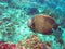 A Colorful French Angelfish Swims the Coral Reef