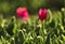 Colorful fresh bloomed tulips in the spring