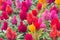 Colorful fresh celosia flower