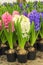 Colorful fresh hyacinth flowers