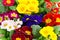 Colorful fresh spring flowers primula